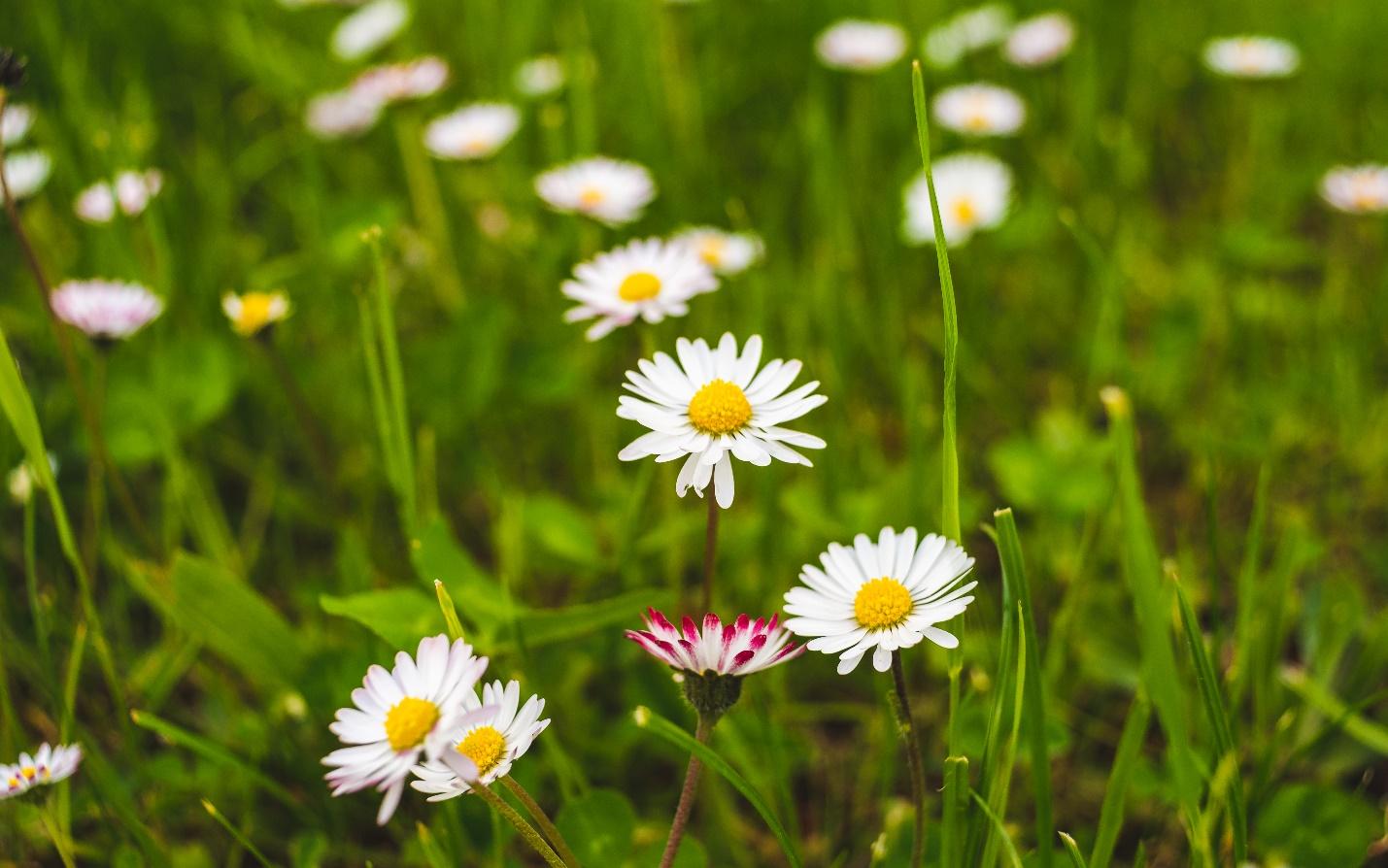 3-best-flowers-for-mother's-day-in-singapore-2